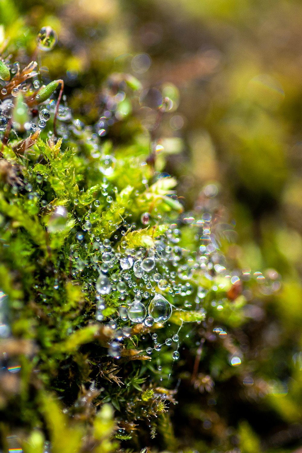 a close up of water droplets on a green plant