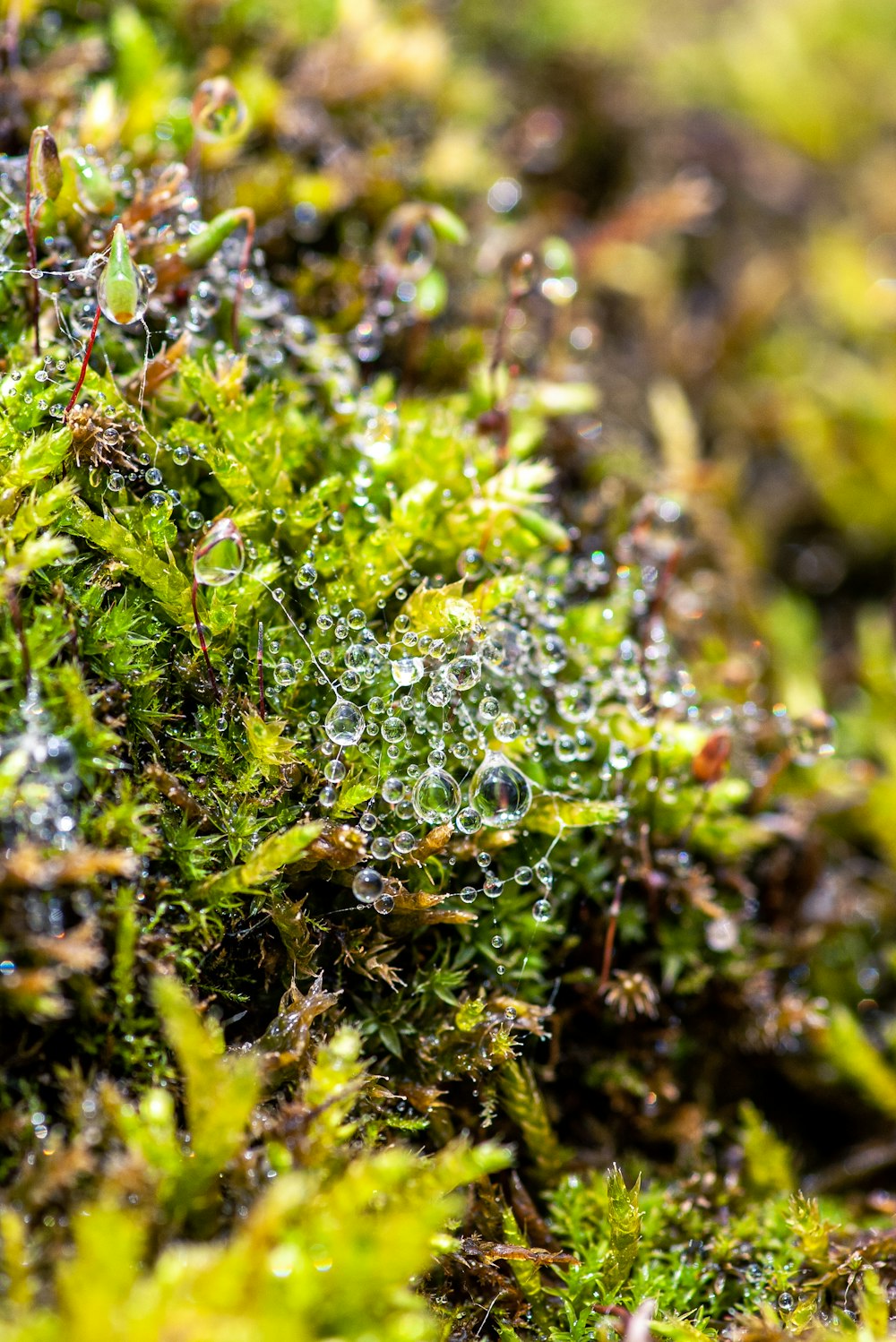 a close up of a mossy surface with drops of water on it