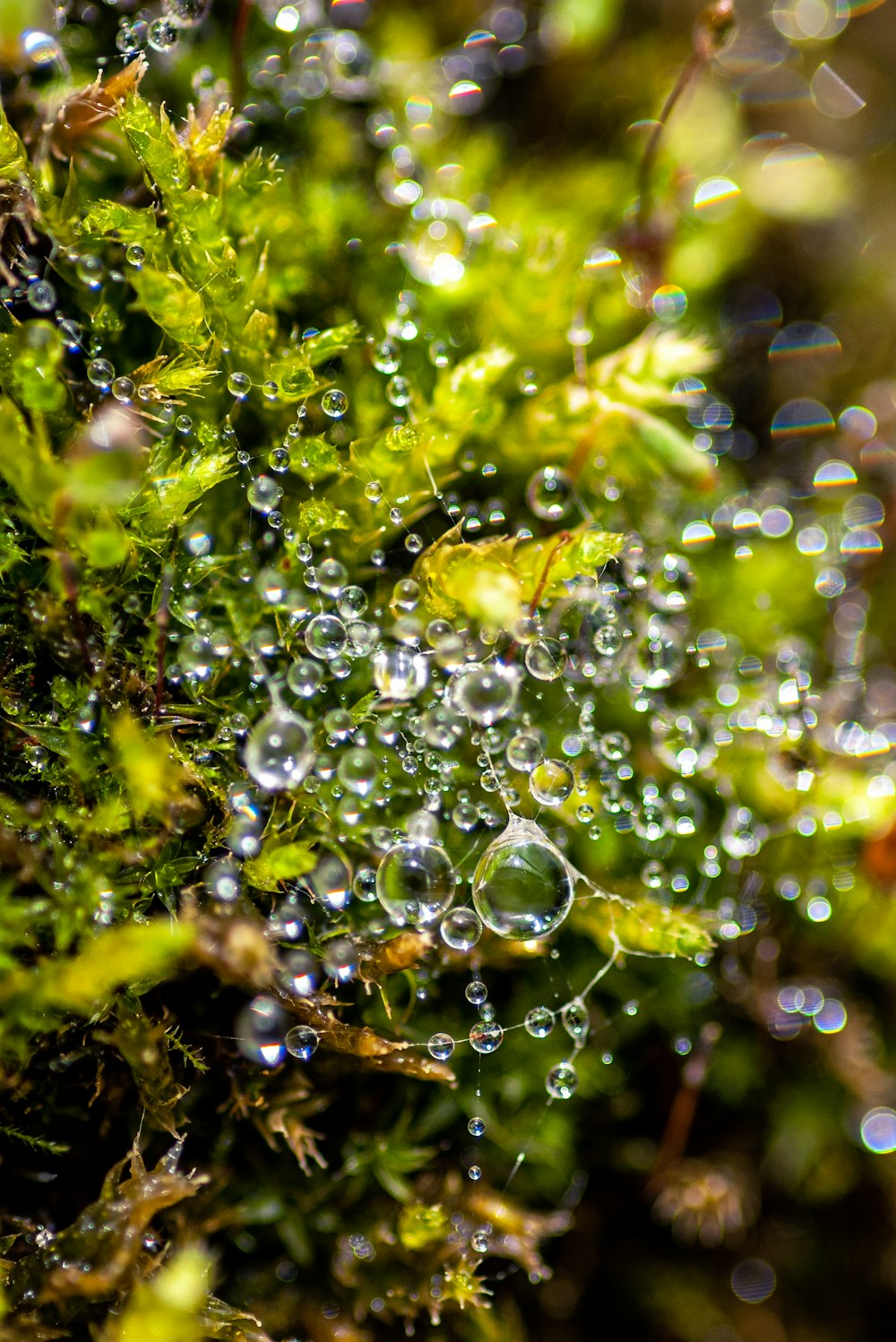 a close up of water droplets on a green plant