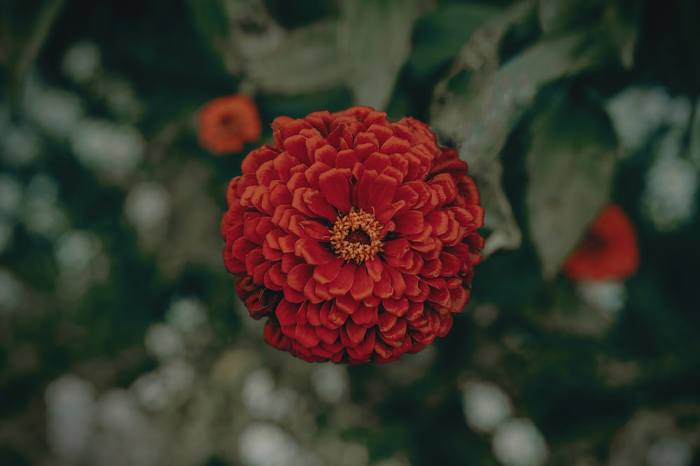 a close up of a red flower on a tree