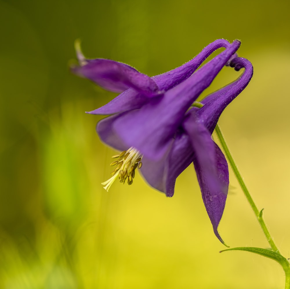 a close up of a purple flower with a blurry background