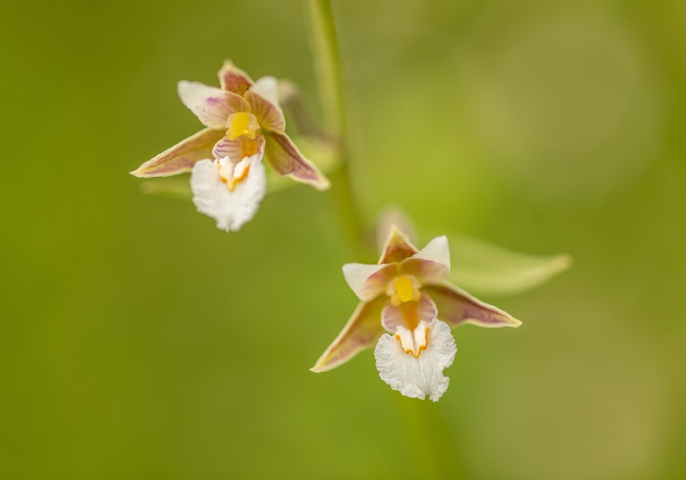 a couple of flowers that are on a plant