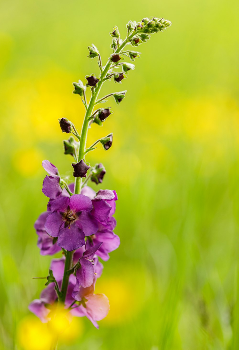 a purple flower in a field of green grass