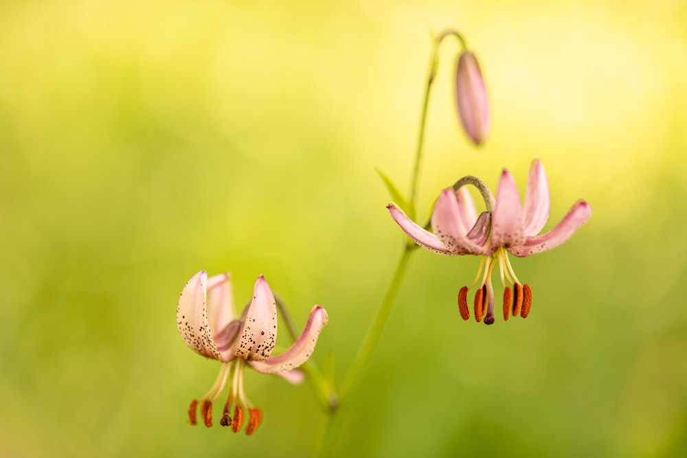 a couple of pink flowers sitting on top of a green field