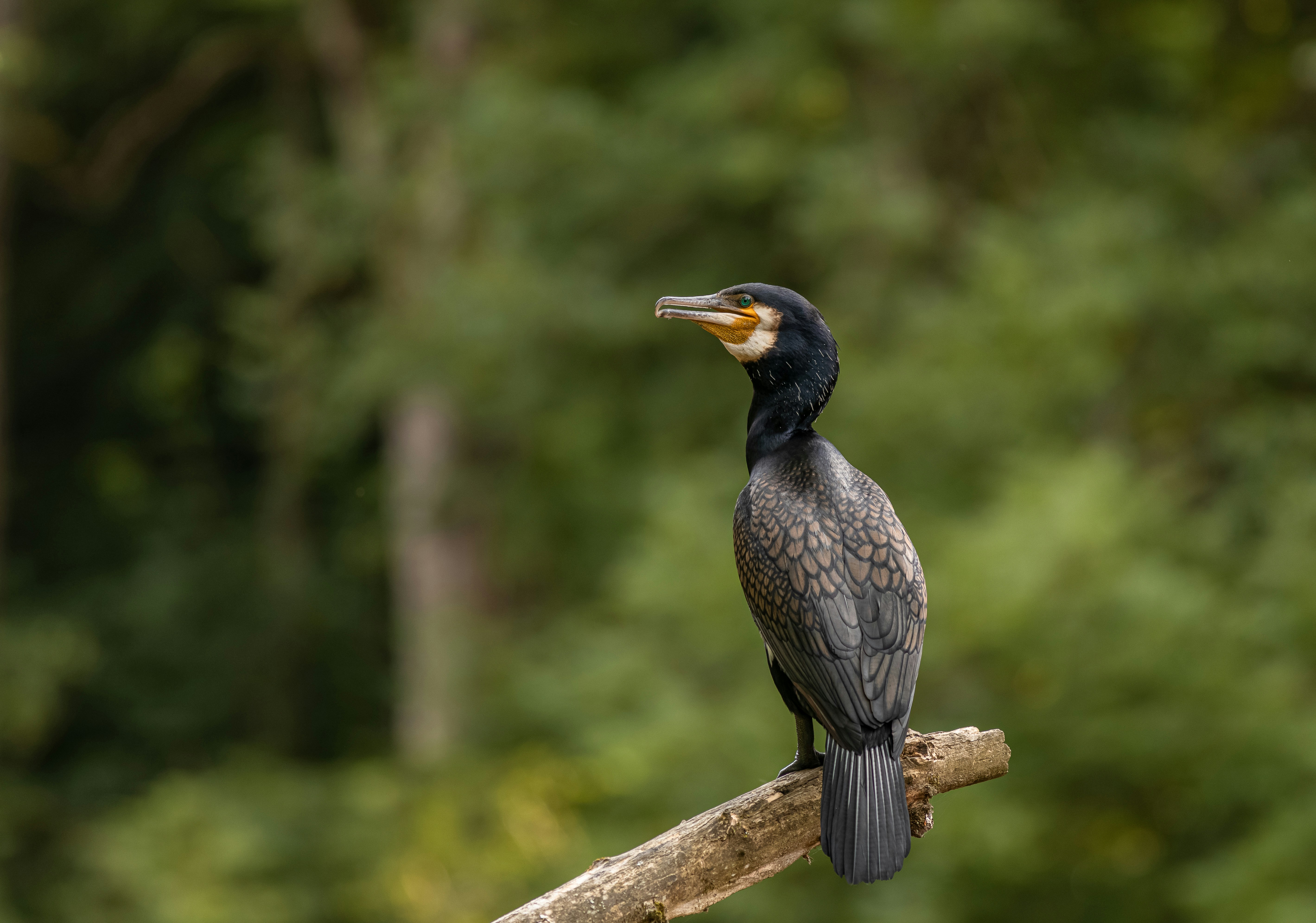 a bird sitting on top of a tree branch