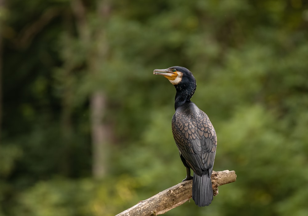 a bird sitting on top of a tree branch