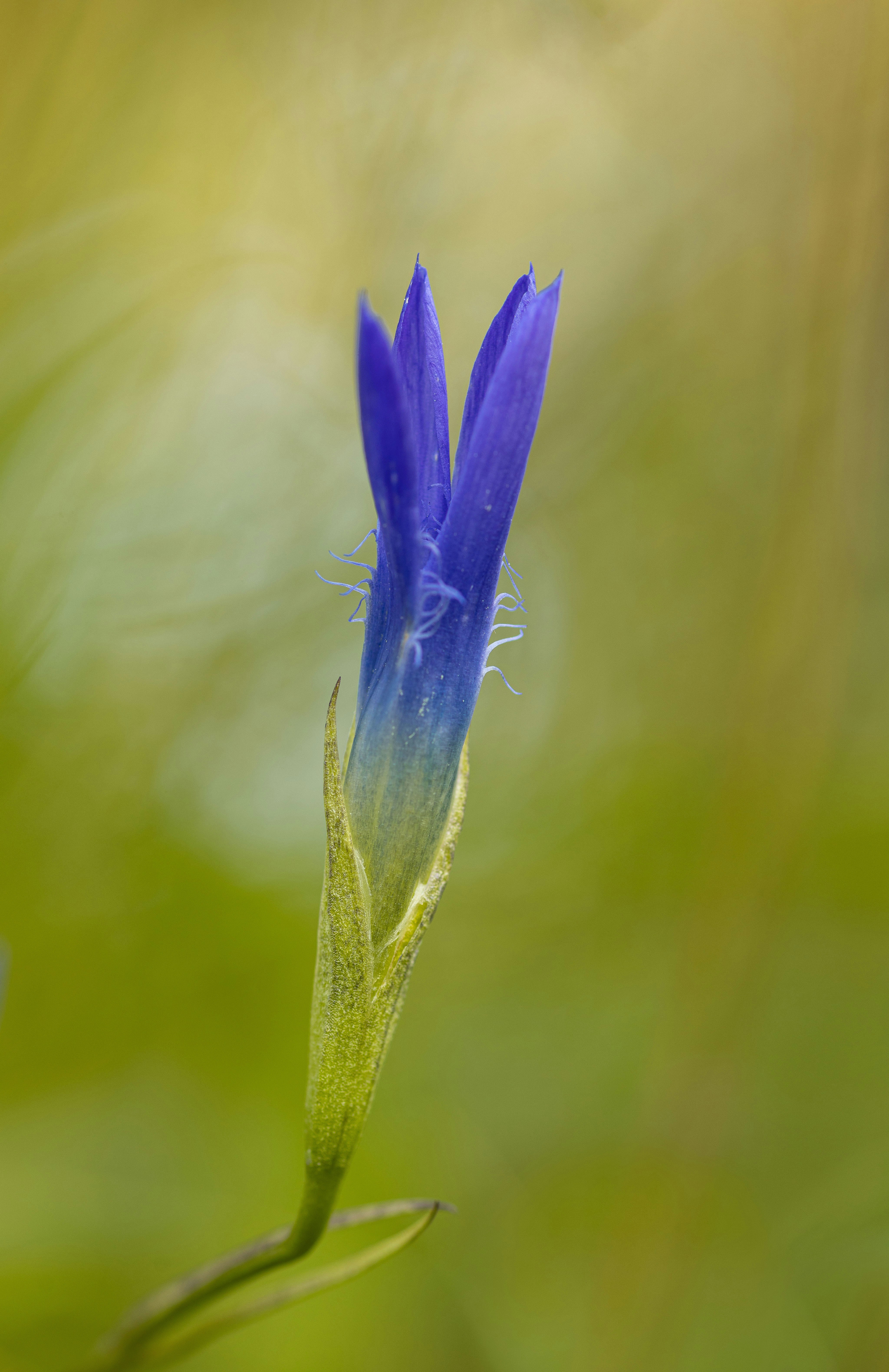a close up of a blue flower with a blurry background