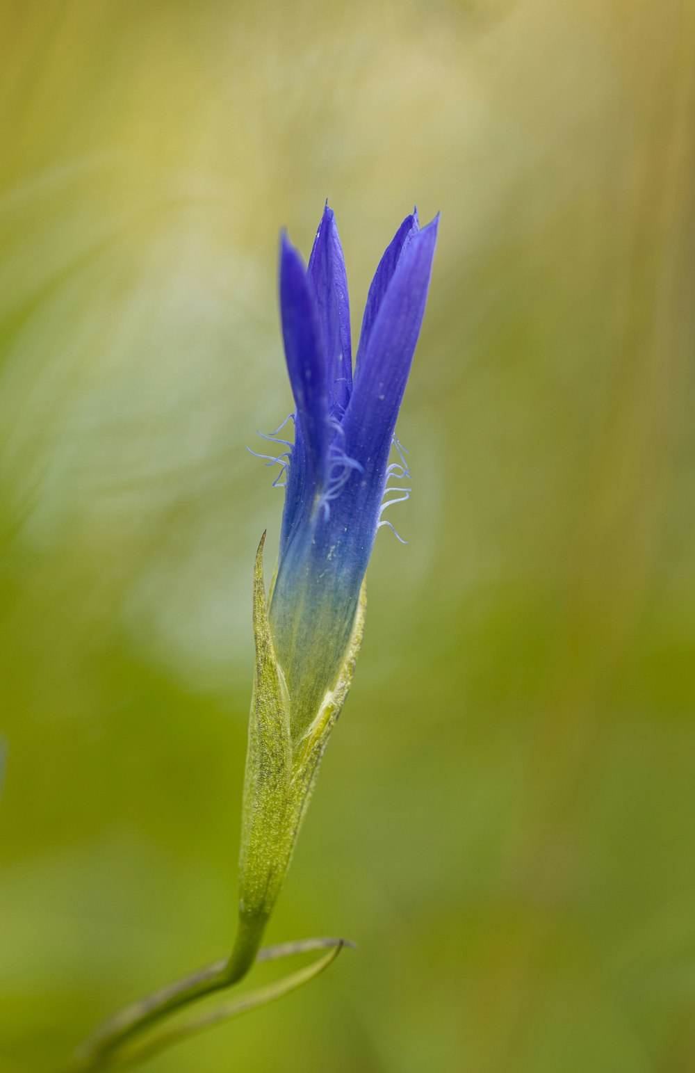 a close up of a blue flower with a blurry background