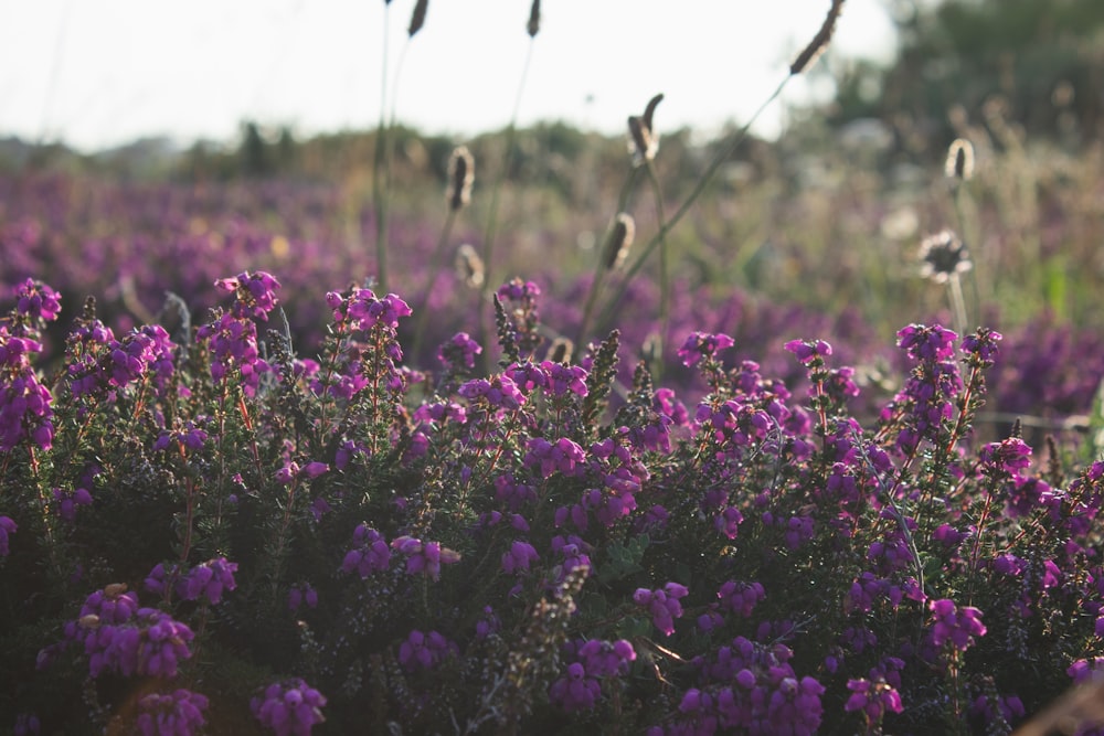 a field full of purple flowers on a sunny day