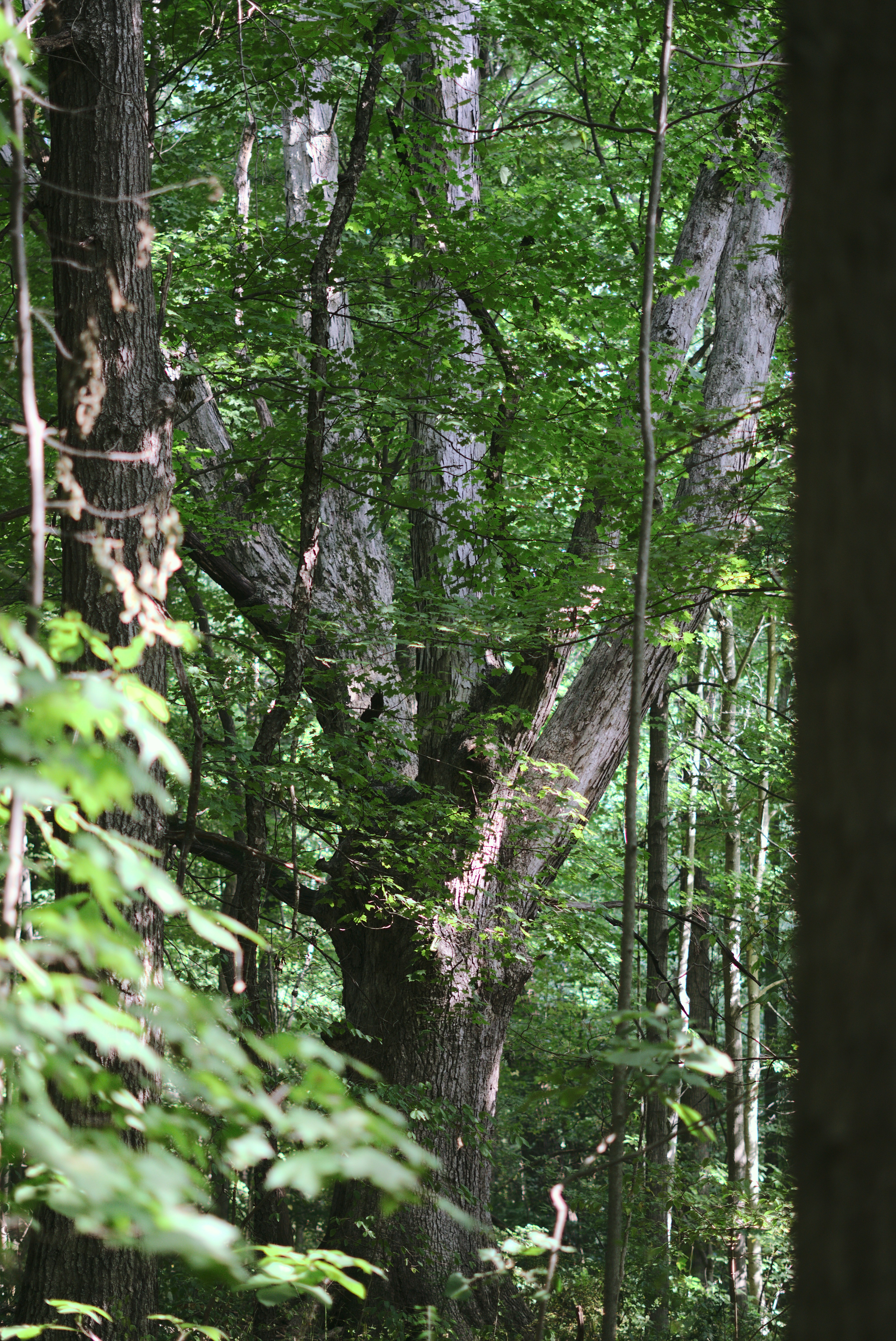 Photo by mrgreatheart