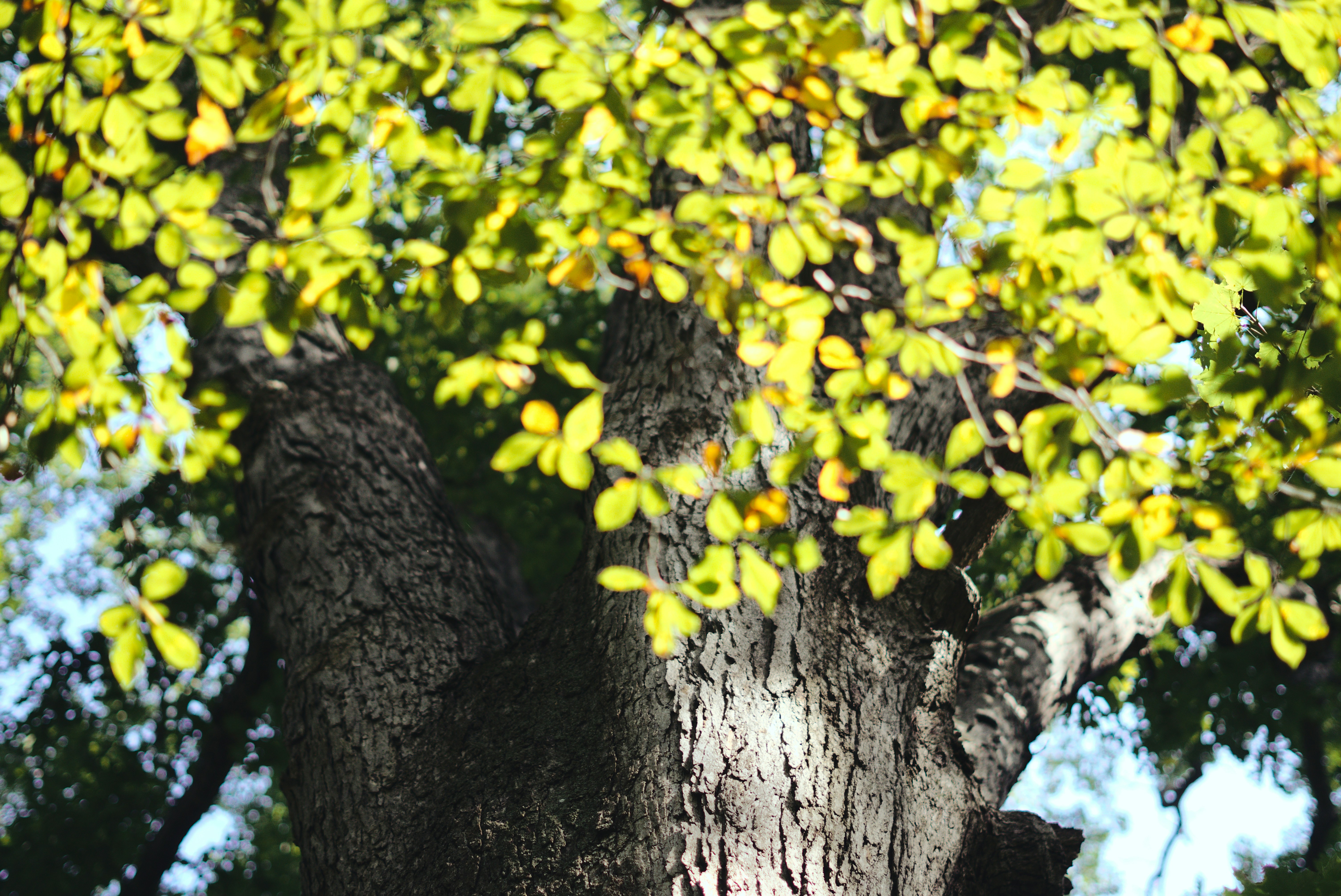 Photo by mrgreatheart