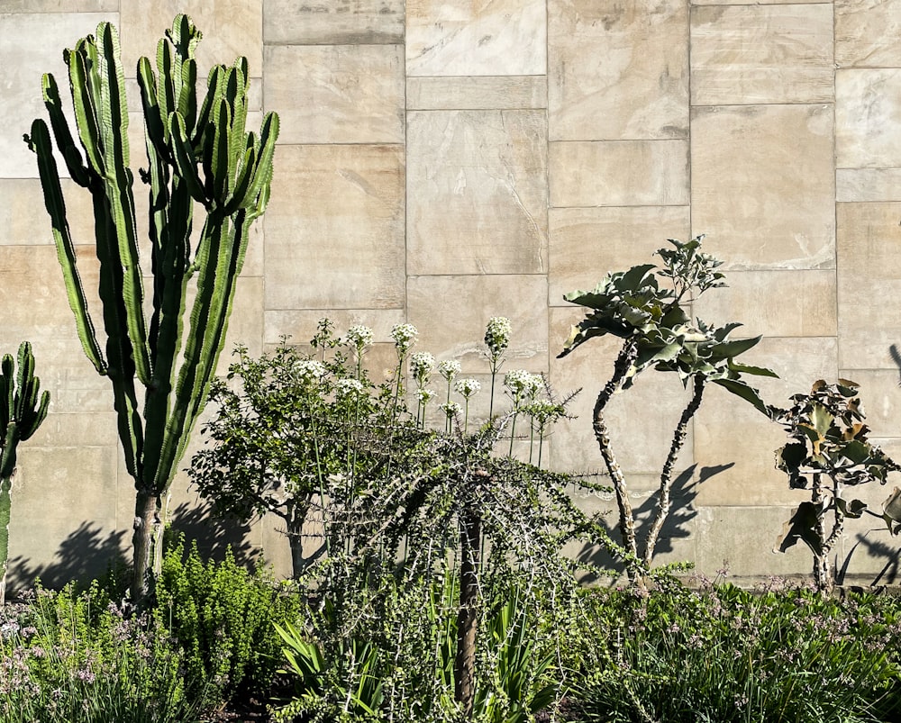 a large cactus next to a stone wall