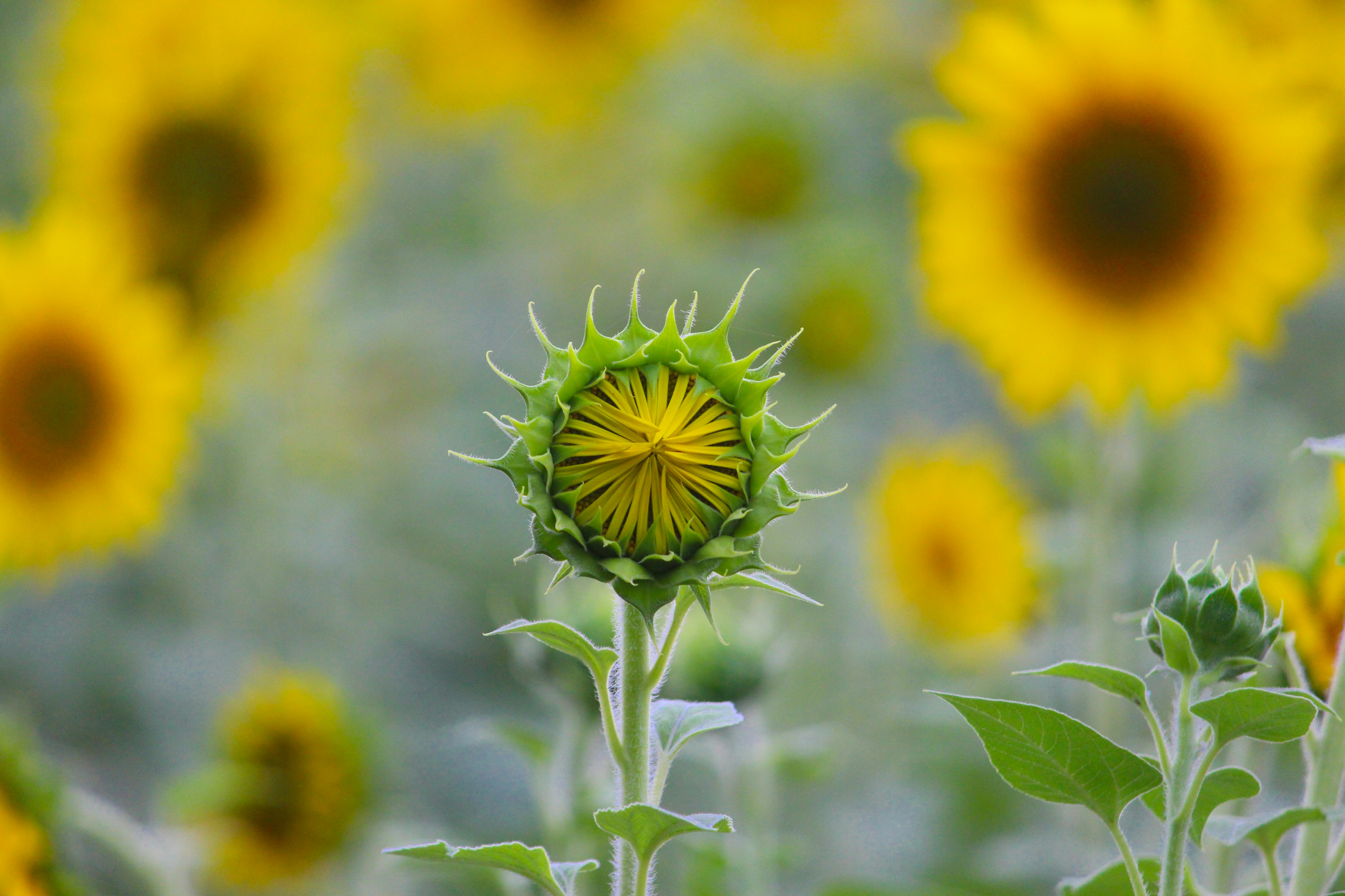 Photo by the_captivating_photographer_