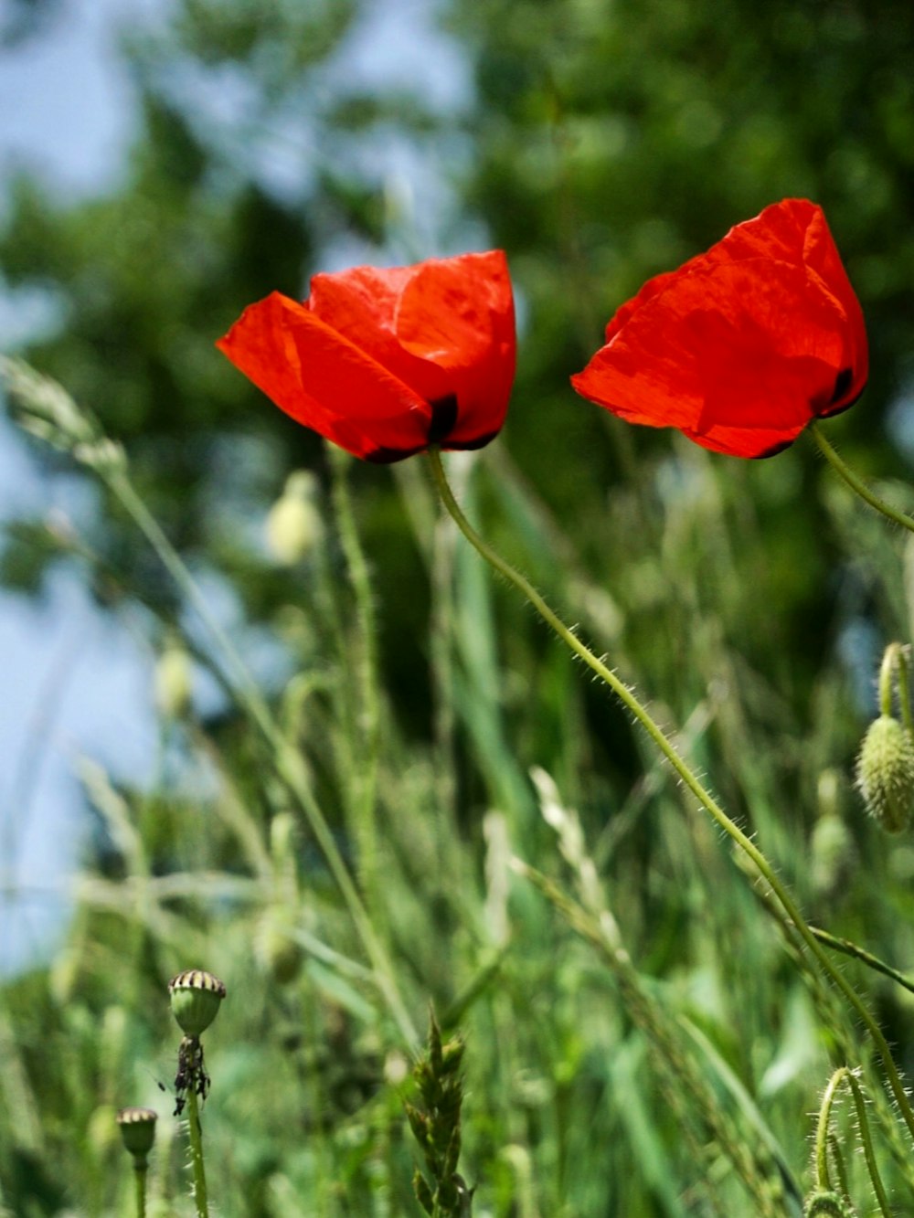 two red poppies in a field of tall grass