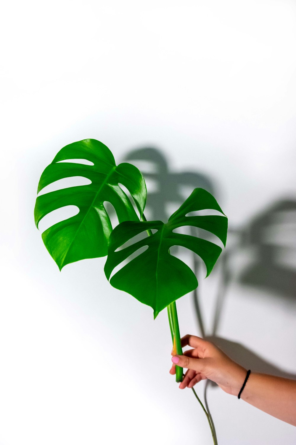 una persona sosteniendo una planta falsa en la mano