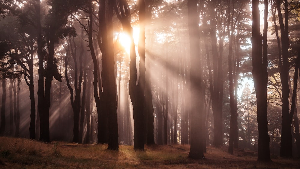 the sun shines through the trees in the forest