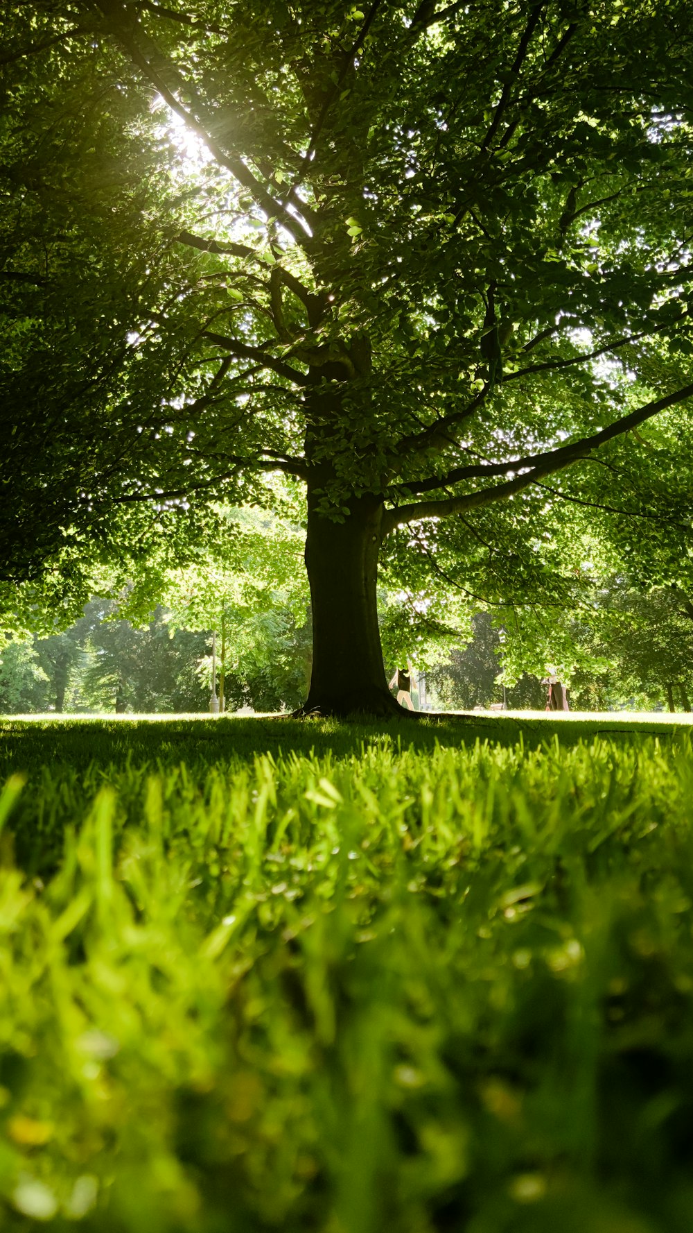 the sun shines through the trees in the park