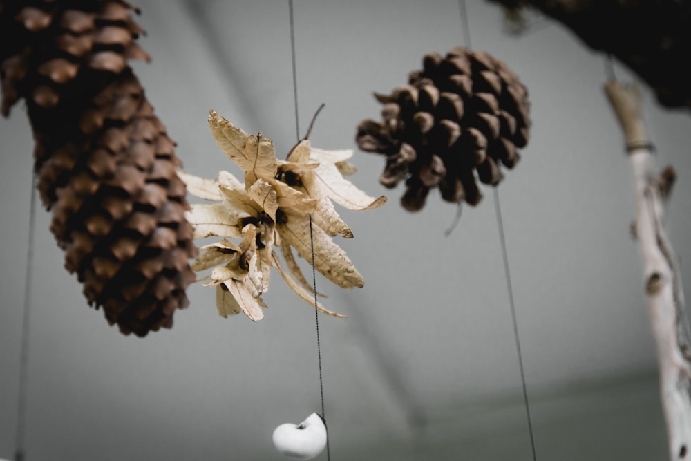 a group of pine cones hanging from strings