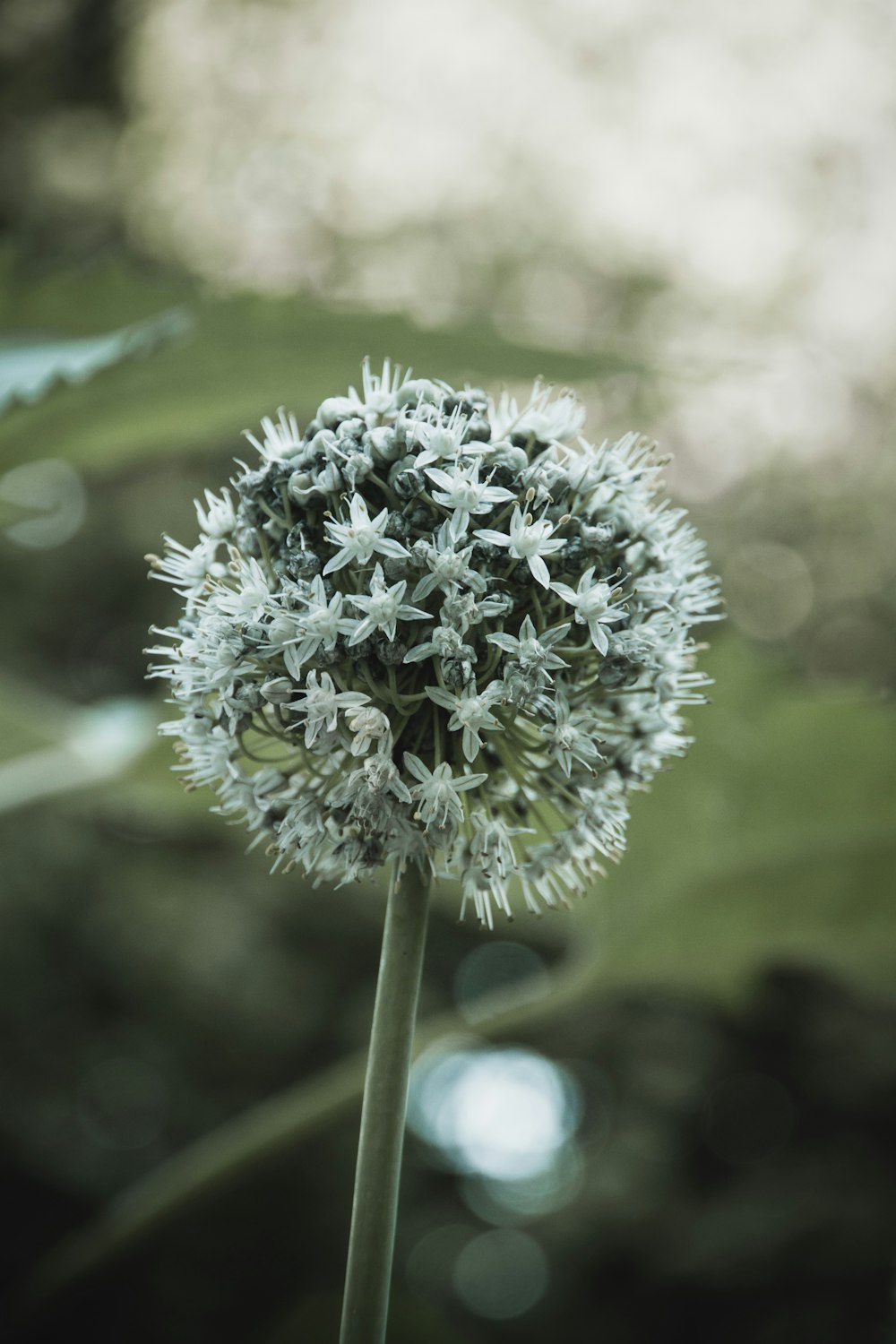 a close up of a flower with a blurry background