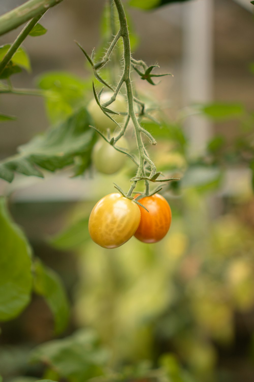 two oranges sitting on a branch