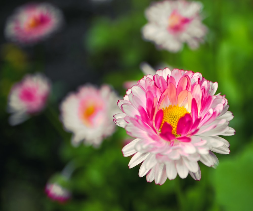 a close up of a pink and white flower