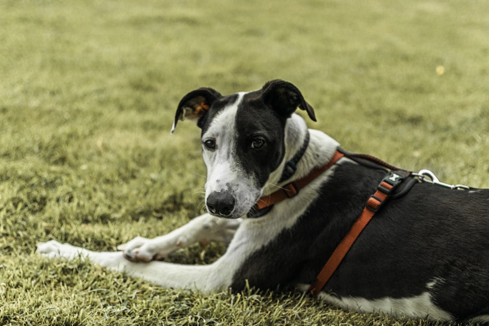 a black and white dog laying in the grass