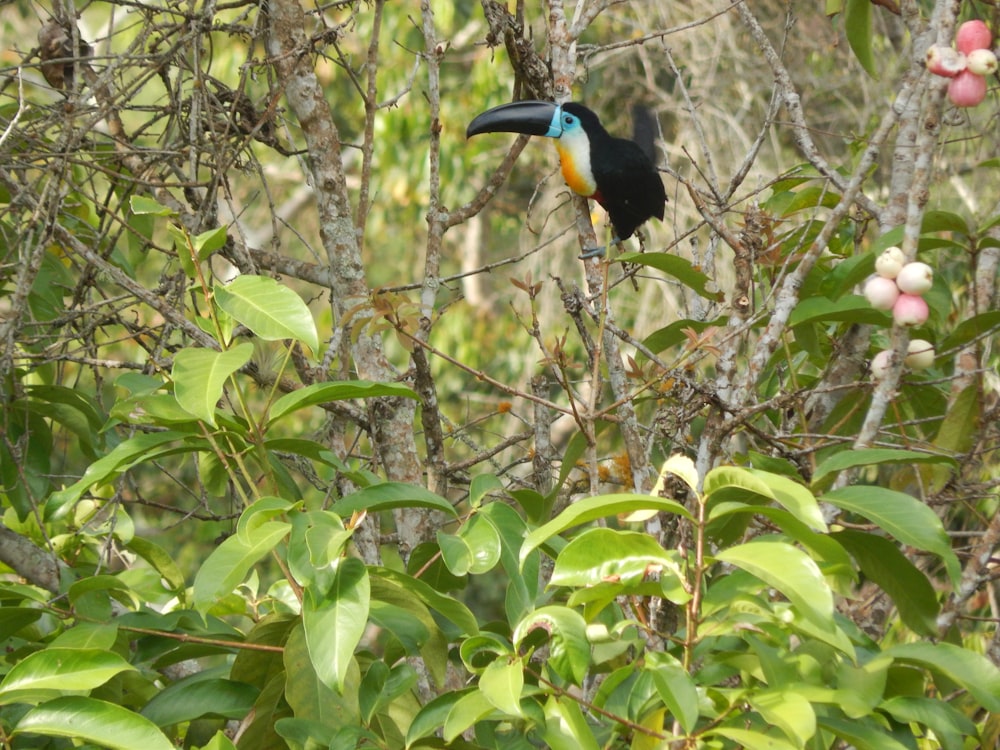 a toucan perched on a branch in a tree