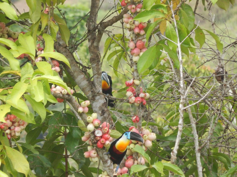 two colorful birds perched on a branch of a tree