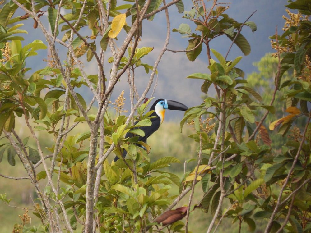 a colorful bird perched on top of a tree