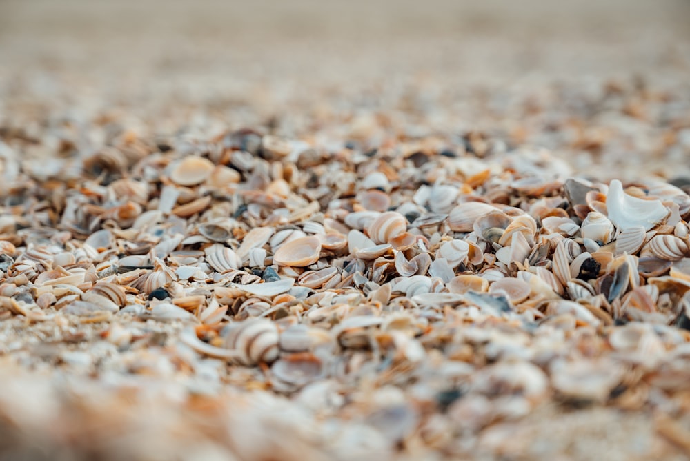 a close up of a bunch of shells