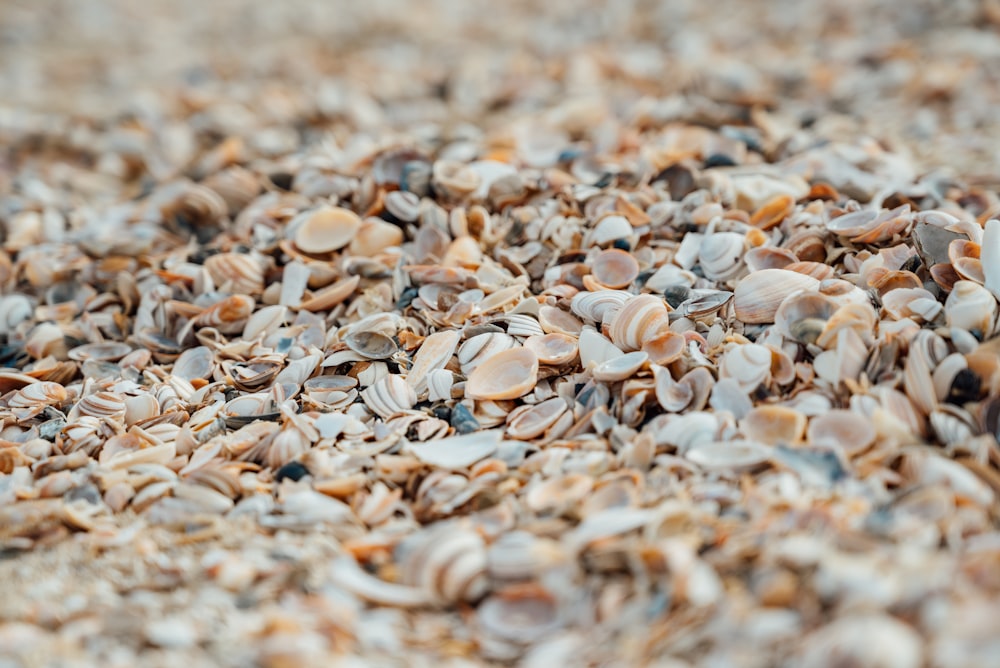 a close up of a pile of shells