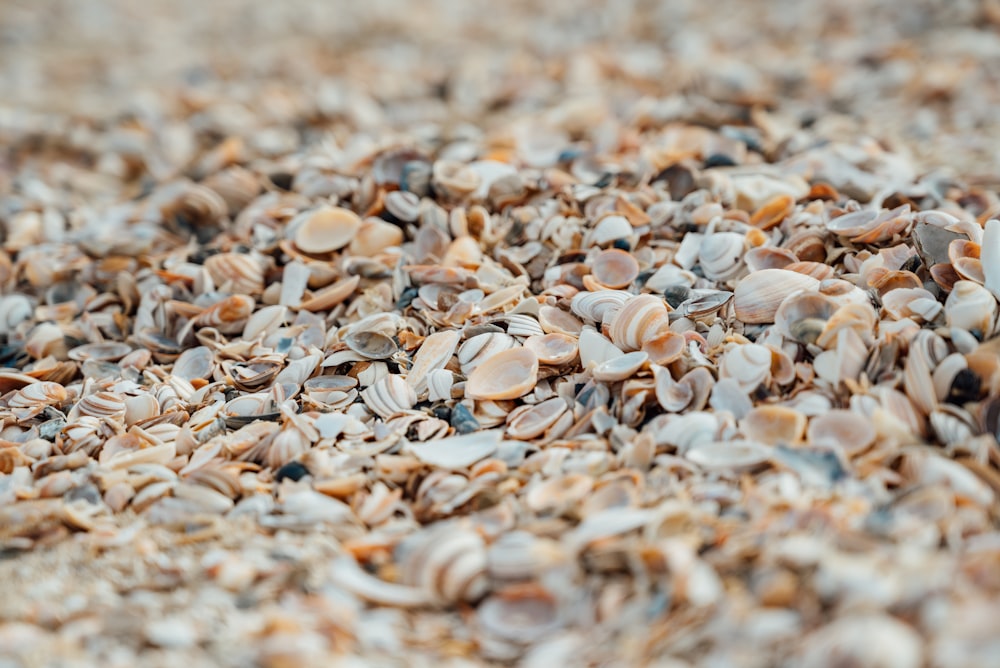 Nahaufnahme eines Haufens Muscheln