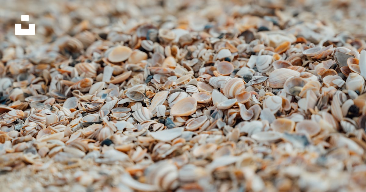 A close up of a pile of shells photo – Free Scheveningen Image on Unsplash