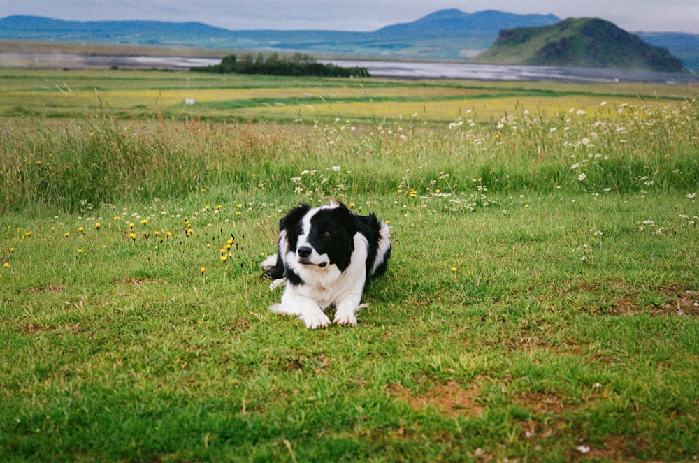 a black and white dog sitting in a field