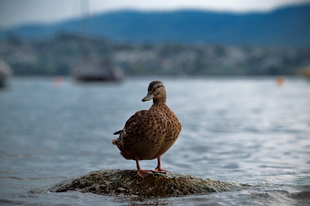 a duck standing on a rock in the water