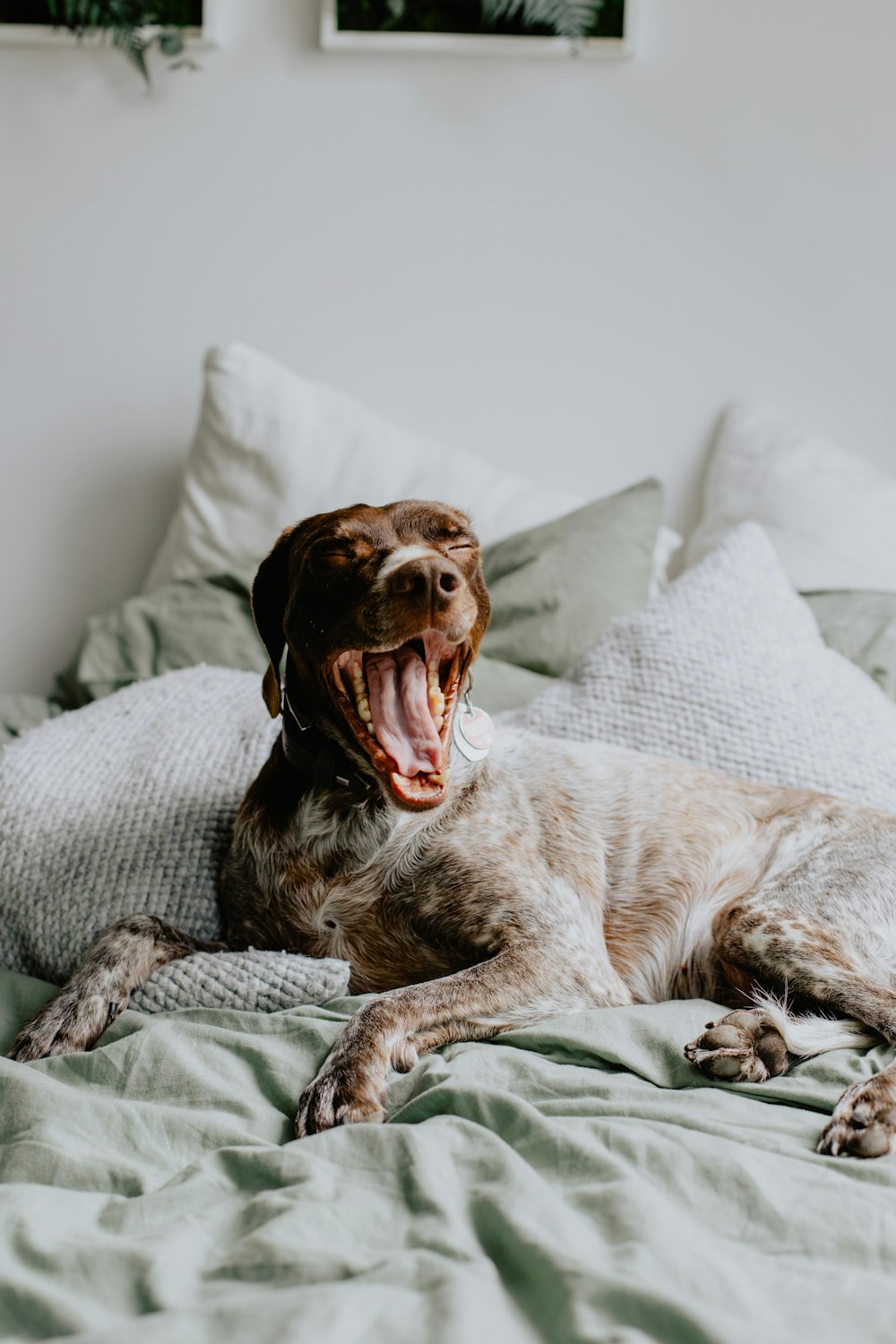 a dog laying on a bed with his mouth open