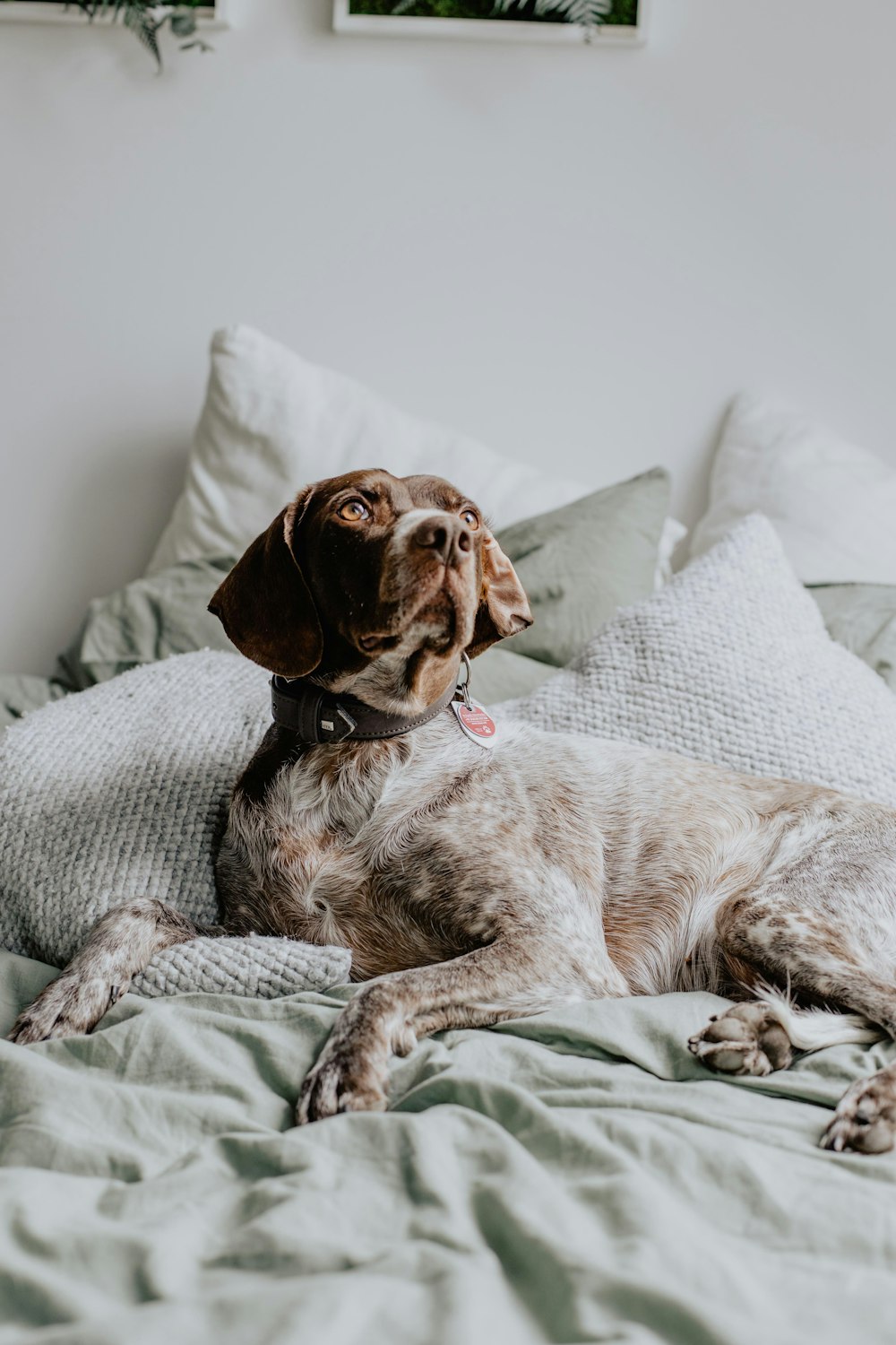 a brown dog laying on top of a bed