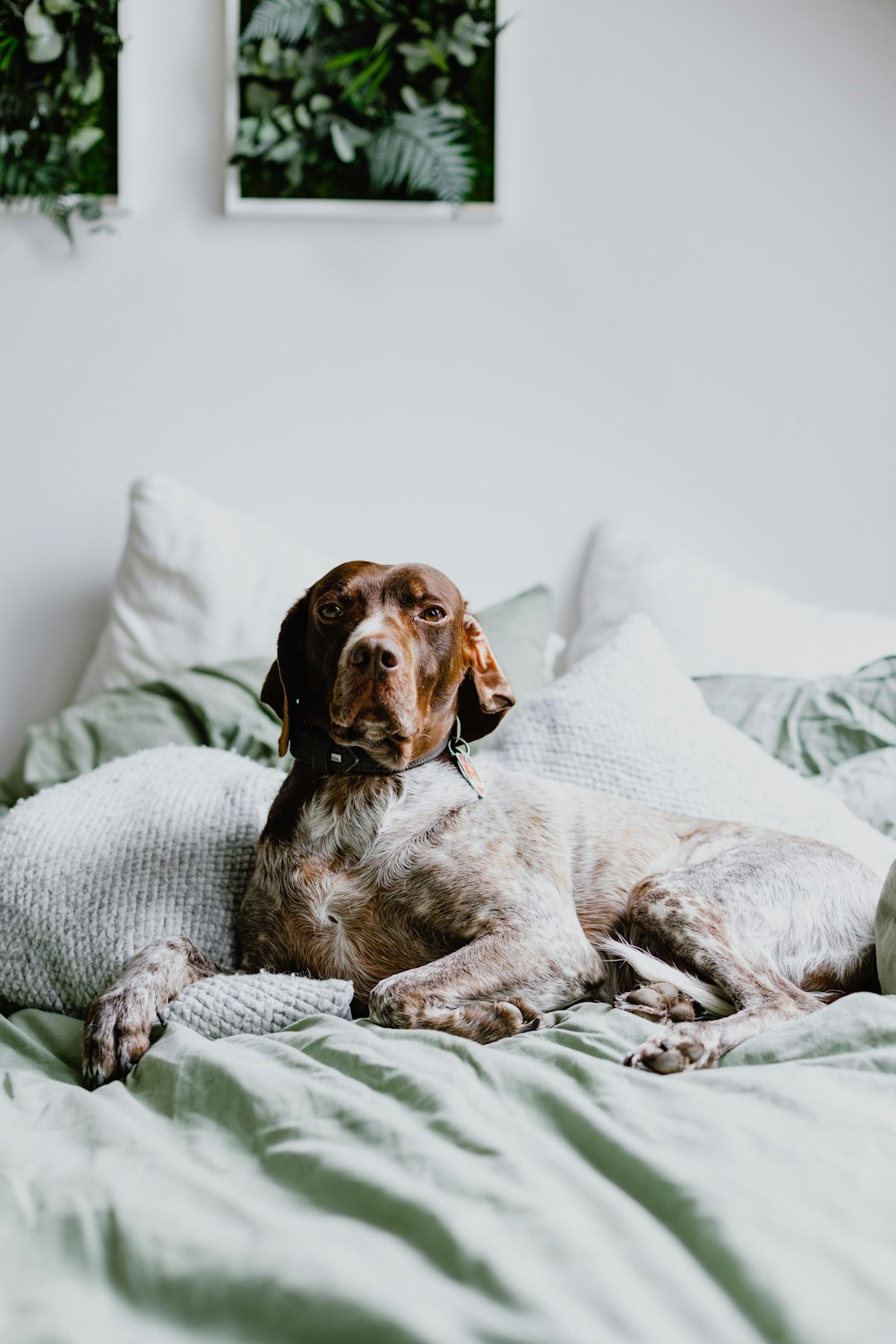 a brown and white dog laying on top of a bed