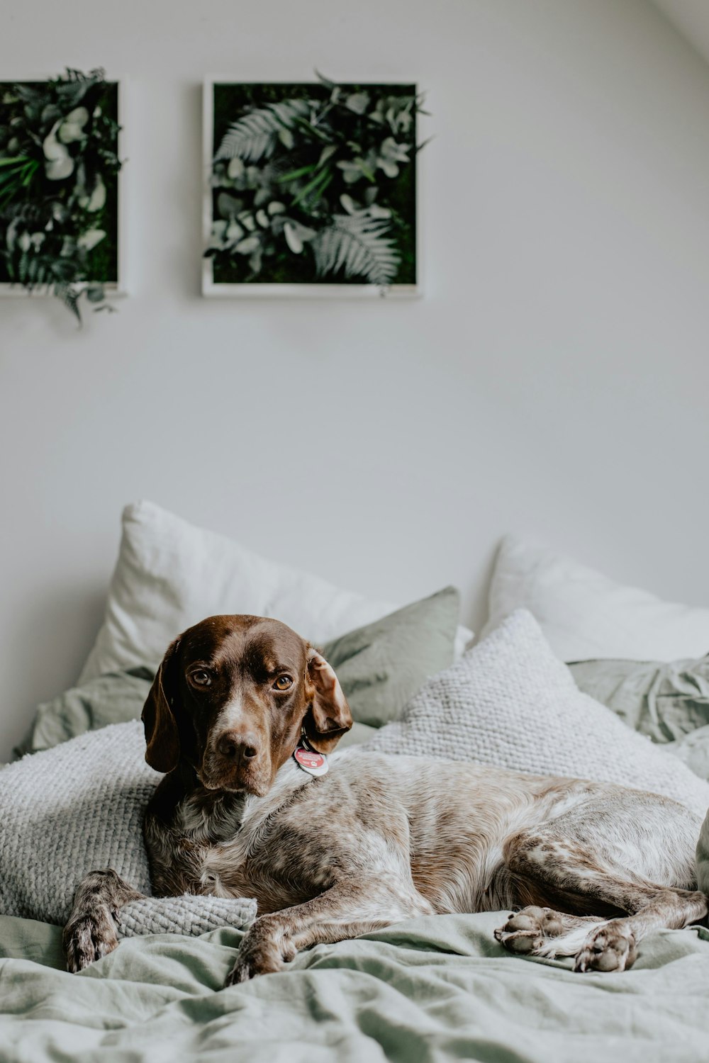 a brown dog laying on top of a bed