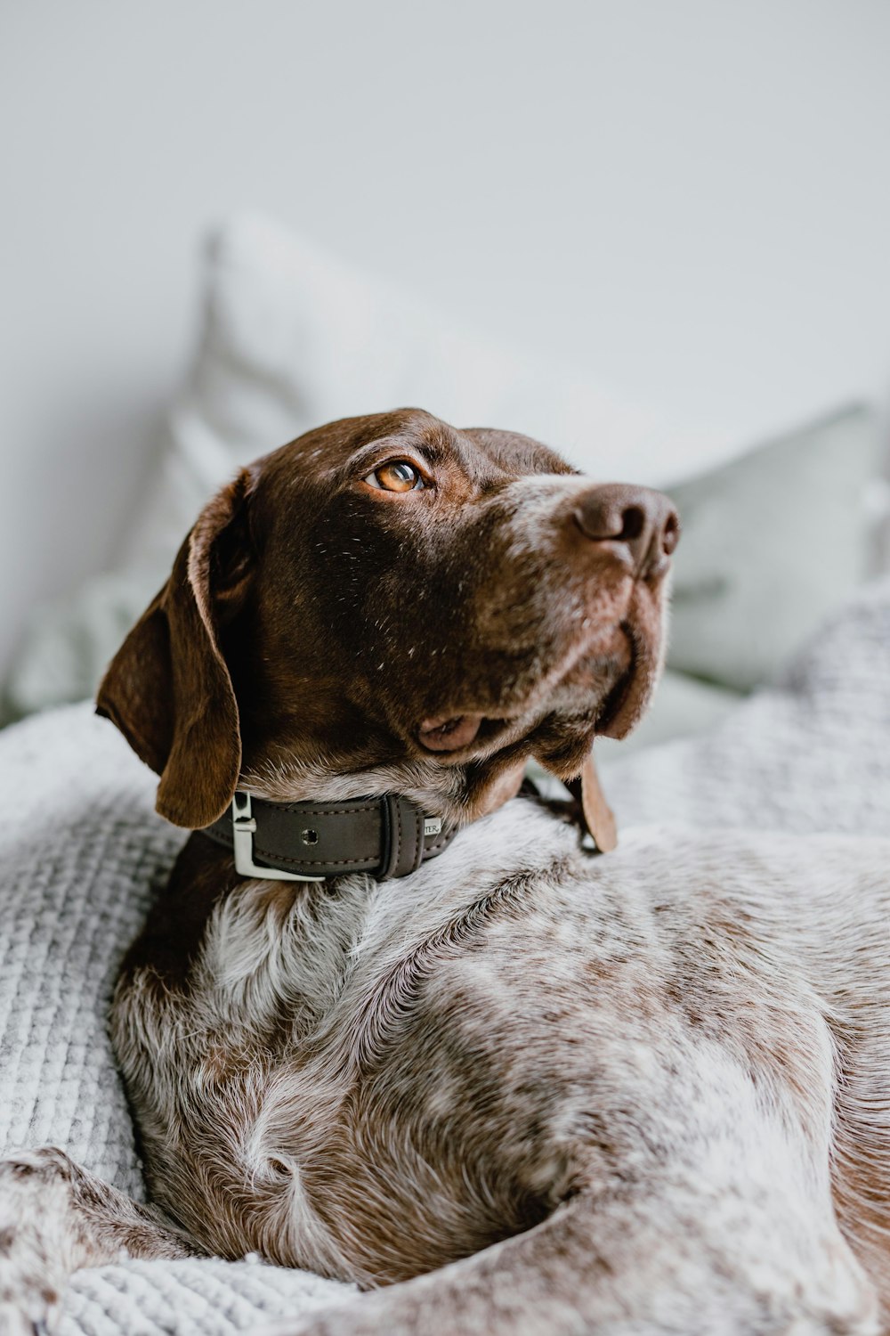 a brown and white dog laying on top of a bed