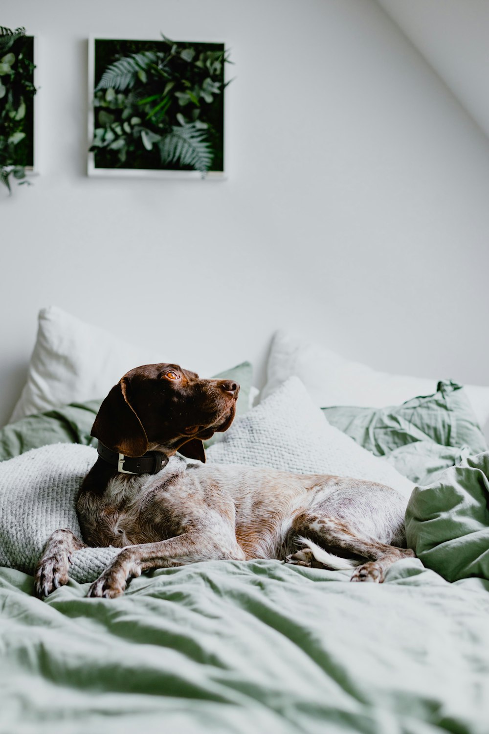 a brown dog laying on top of a bed