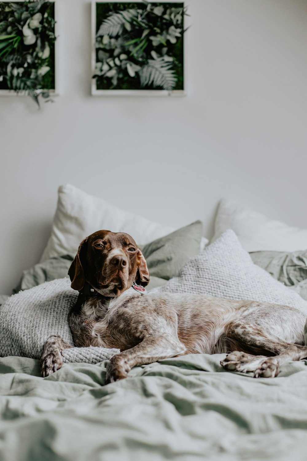 a brown dog laying on top of a bed