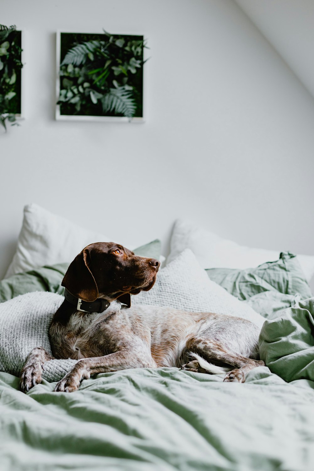 a brown dog laying on top of a bed