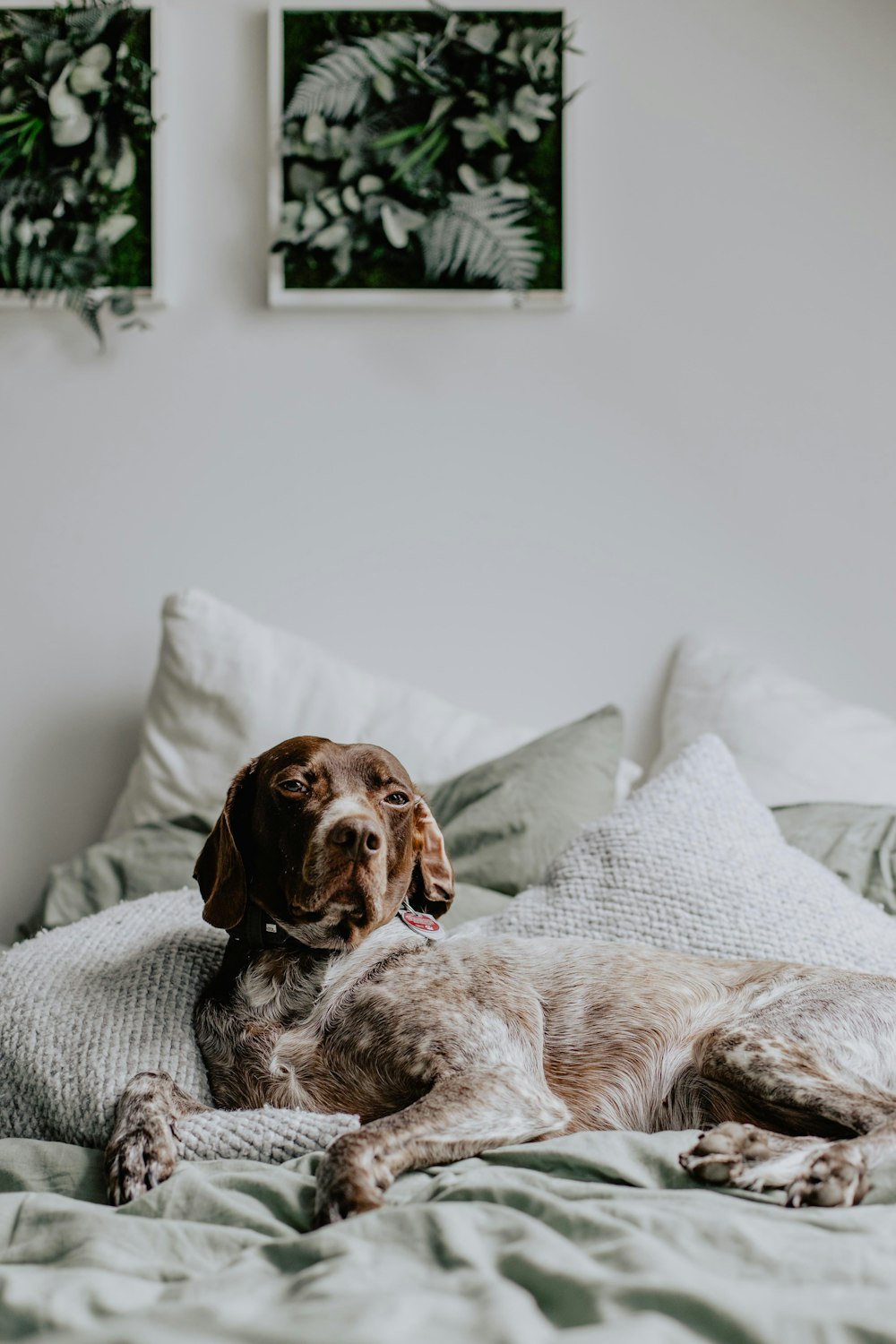 a brown and white dog laying on top of a bed