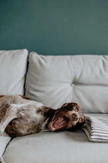a dog laying on top of a white couch