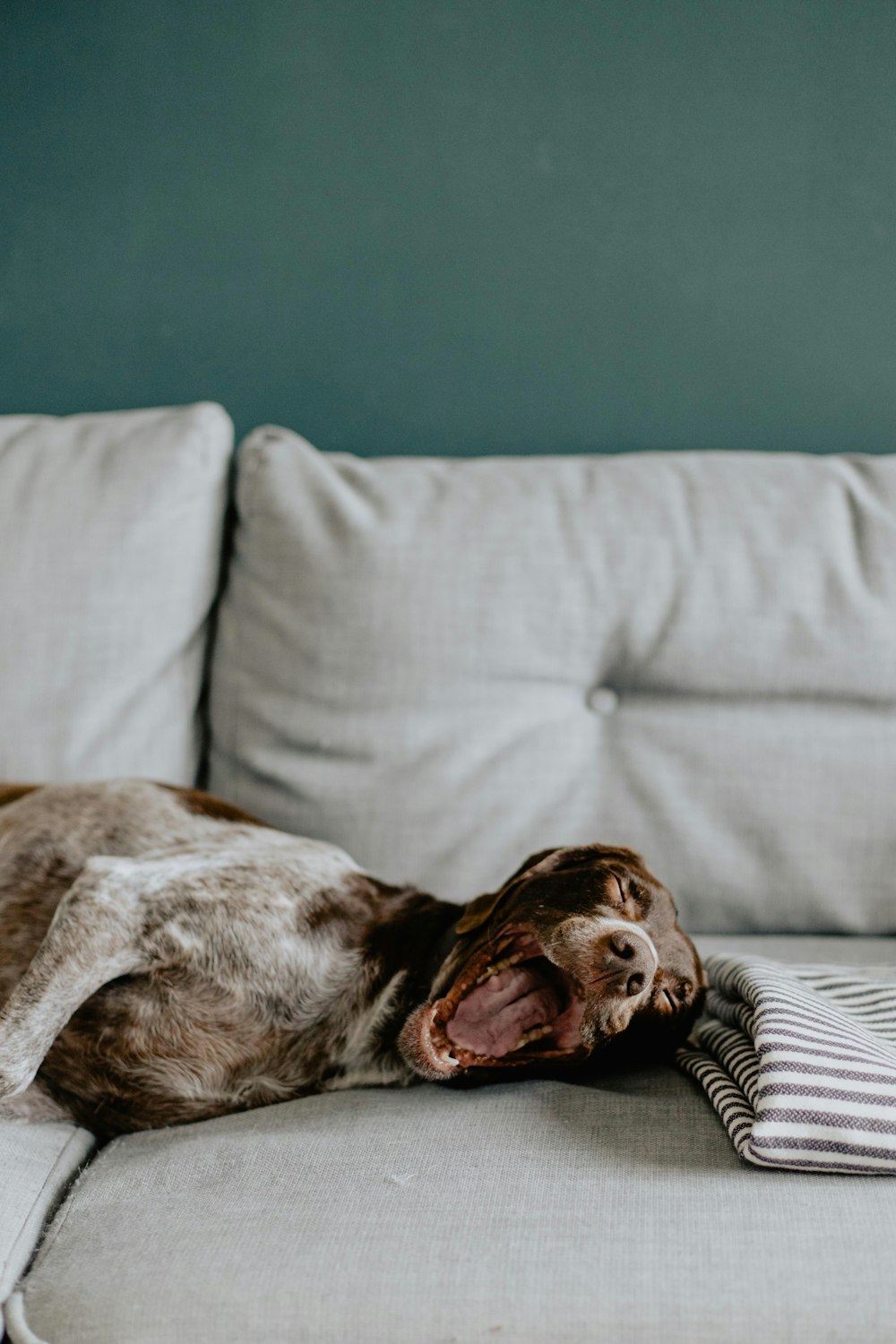 a dog laying on top of a white couch