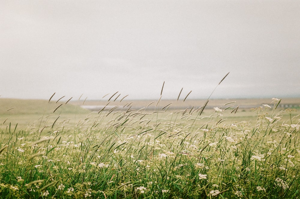 a field of grass with white flowers in the foreground