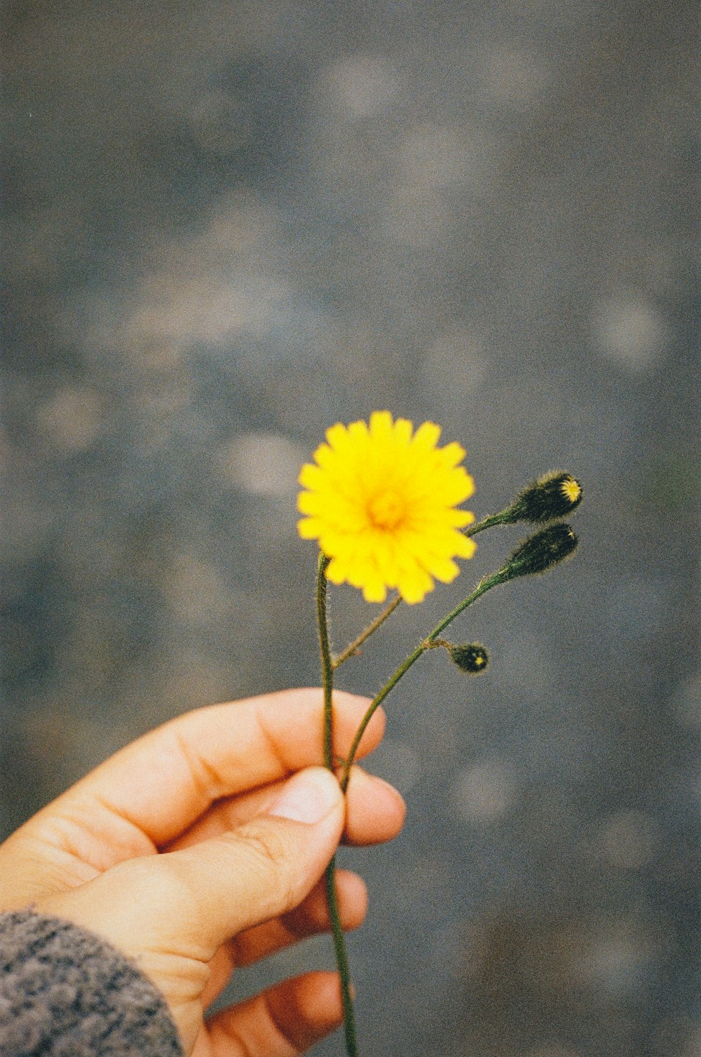 a person holding a yellow flower in their hand