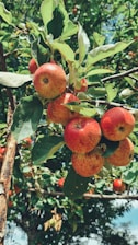 Family picking fresh apples together in a sunny orchard.