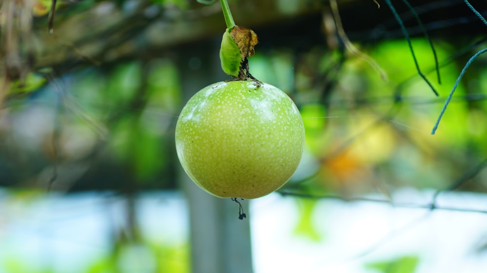 a green apple hanging from a tree branch